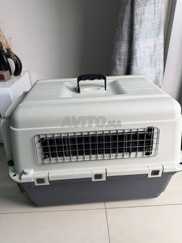 2 cages transport chat IATA - 2