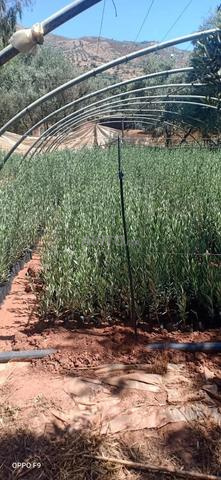 Plants d'oliviers Arbequina haute qualité