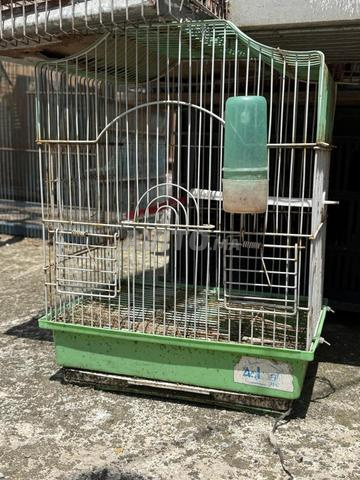 زوج ببغاء مع قفص - 2