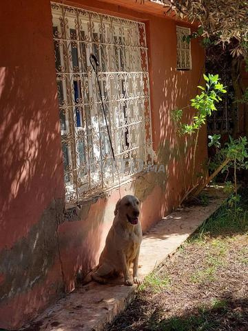Femelle golden retriever pure race - 2