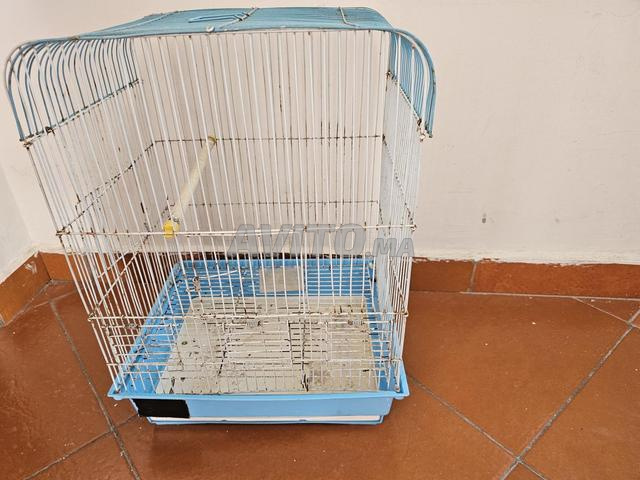 Couple calopsitte - 2