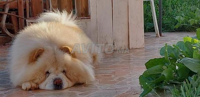 Super mâle Chow Chow pure race - 2