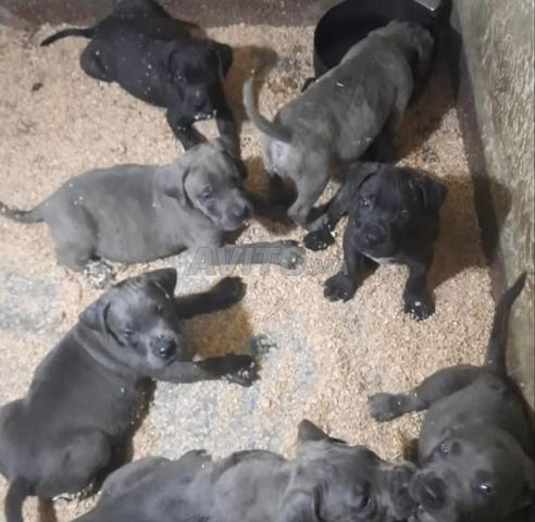 جرو كاني كورسو رائع سلالة نقية - 2