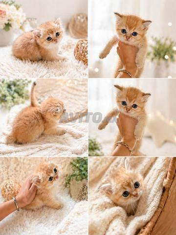 قطط سكوتش فولد وستريت هير نقية السلالة - 2