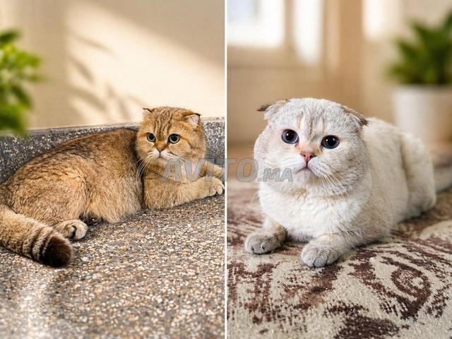 قطط سكوتش فولد وستريت هير نقية السلالة - 2