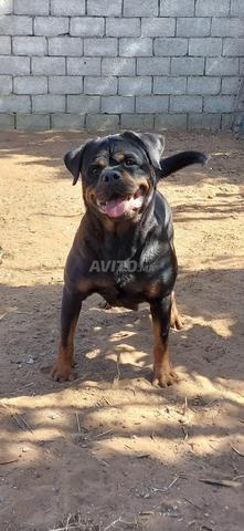 أنثى روت وايلر بسجل نسب مؤكد