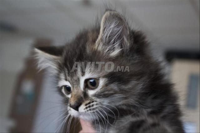 Européen tigré - 2