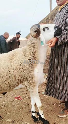 حولية صردية مليحة ضارة معاها فحل ملكي - 2