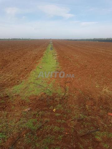 5 هكتار زراعي للبيع - 2