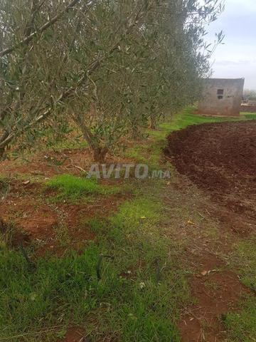 5 هكتار زراعي للبيع