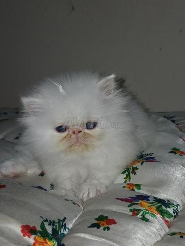 Chatons persans purs - 2