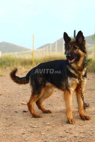 أنثى راعي ألماني جميلة - 2