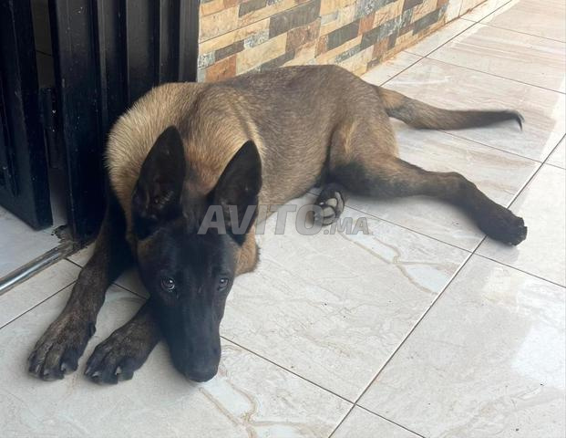 مالينوا أصيل رائع فحمي - 2