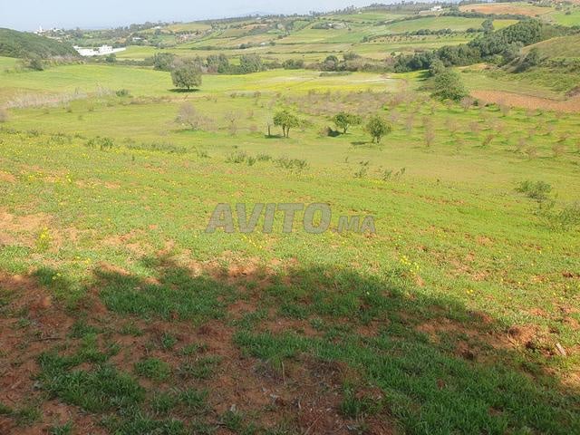 Terrain titré à vendre à proximité d'Asilah - 2