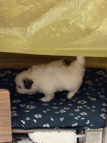 🐶❤️ Chiots Spitz adorables à vendre