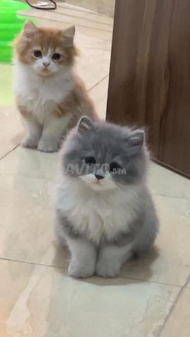 Highland Straight 2 Mâles