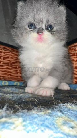 Highland Straight 2 Mâles - 2