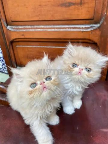 قطط فارسية - 2