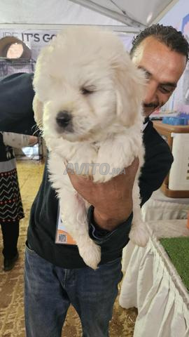 Chien Bichon maltais - 2