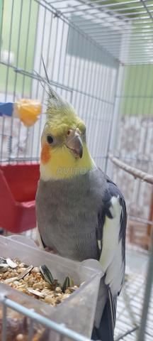 Couple Calopsittes - 2