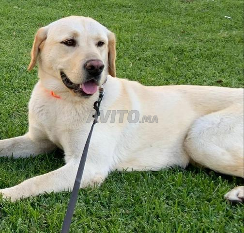 Chien labrador - 2