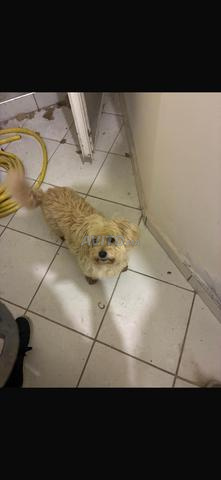 Chien bichon maltais blanc