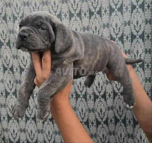 كورسي ديل باهجا