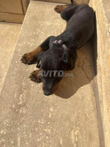 chiots doberman - 2