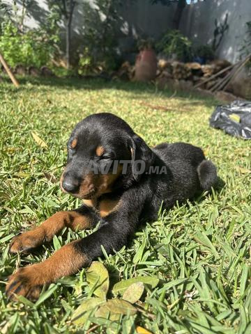 Chiots doberman - 2