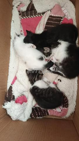 Deux chats à vendre - 2