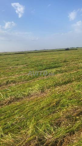 Bal Forage Khartal - 2