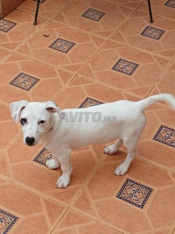 Jack Russell blanc - 2