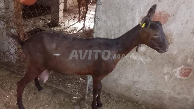 Chèvre Murcienne - 2