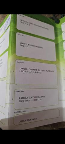 Chien Berger Pedigree - 2