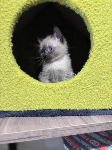 Chaton Siamois male - 2