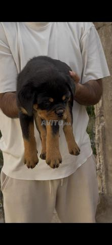 Chiots Rottweiler pedigree - 2
