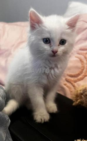 Chat turc Angora à poil