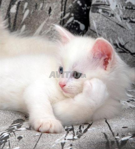 Chat turc Angora à poil - 2