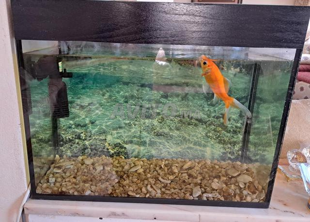 حوض سمك للبيع