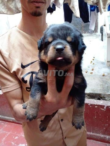 جرو روت وايلر