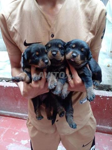 Chiots Rottweiler - 2