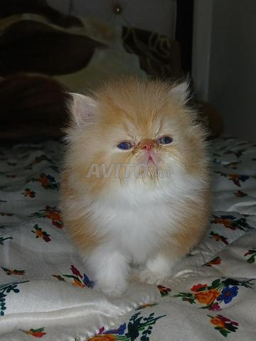 Mâle persan pure race - 2