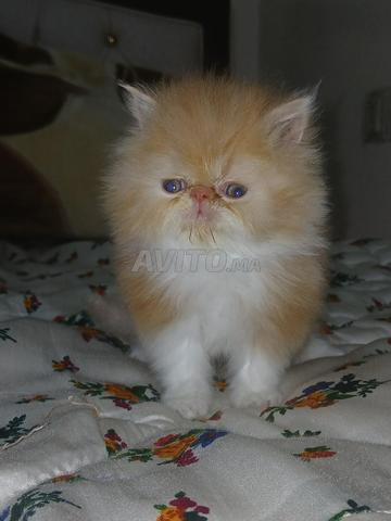 Mâle persan pure race