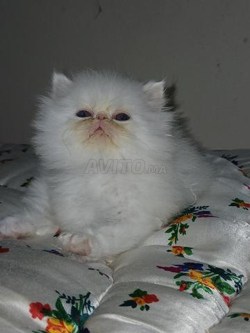 Femelle persan pure race - 2