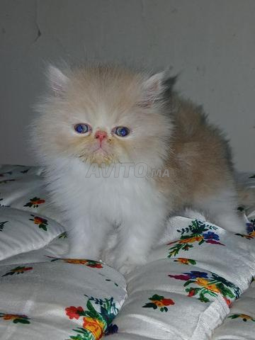 Mâle persan pure race - 2