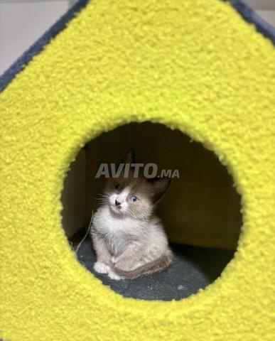 Chaton Snowshoe 2 mois - 2