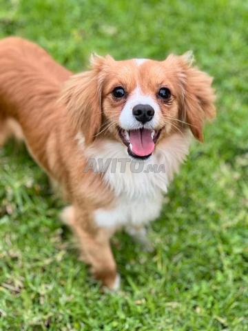 كينج كافاليير شخصية جيدة جداً كلها