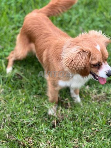 كينج كافاليير شخصية جيدة جداً كلها - 2