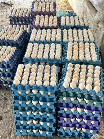 Oeufs fertiles mélange de race - 2