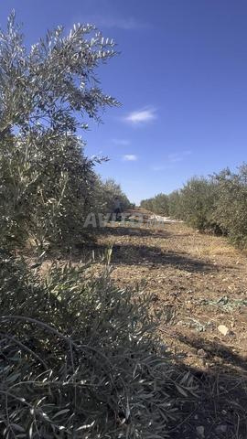 زيت الزيتون البكر - 2